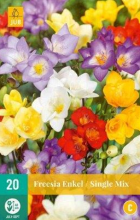 Frézie freesia Single mix (20 cibulí) NJ "C"