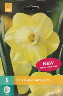 Narcis Cairngorm (5 cibulí) "B"