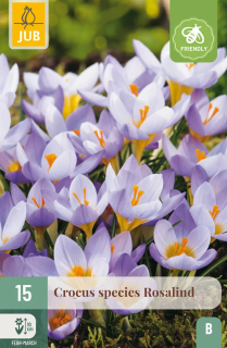 Krokus Rosalind ( 15 cibulí) "B"