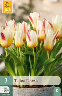 Tulipán floresta (7 cibulí) "C"