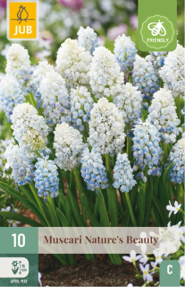 Modřenec Muscari Nature's Beauty (10 cibulí) "C"
