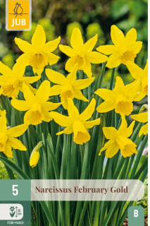 Narcis February gold (5 cibulí) "B+"
