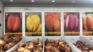 Box - Tulipán Darwin Hybrid
