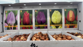 Box - Tulipán Single early