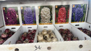 Box - Hyacinth