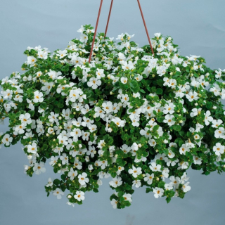 Bakopa Scopia Gulliver Compact White