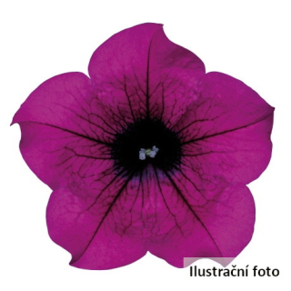 Surfinie Purple