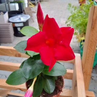 Mandevilla červená