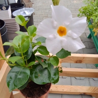 Mandevilla bílá