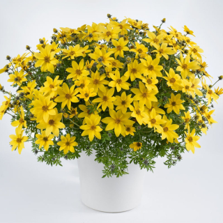 Bidens Mega Charms