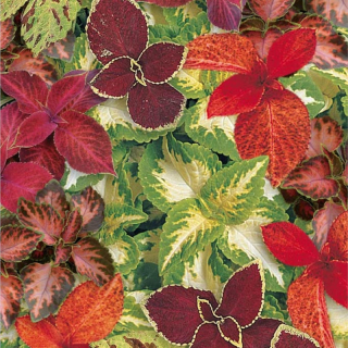 Coleus - Africká kopřiva - AMBER mix