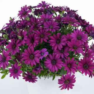 Paprskovka Osteospermum Burgundy