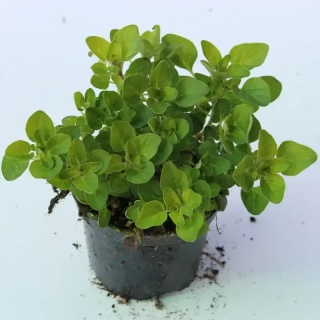 Oregano Gold - Dobromysl
