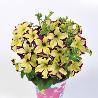Petúnie Charms Purple Lime-Star