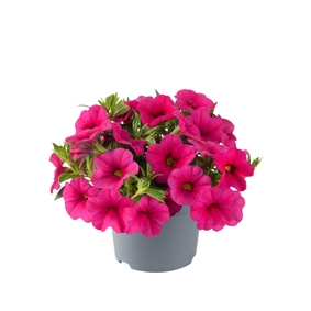 Million Bells Dora Rose