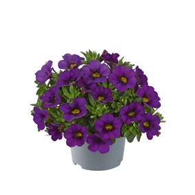 Million Bells Dora Blue