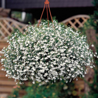 Lobelka HotPot White