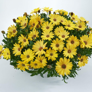 Paprskovka Ostica Yellow