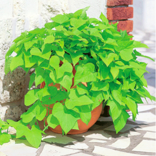 Povíjnice Sunpuma Lime