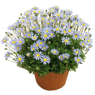 Felicie kapská Felicitara Blue