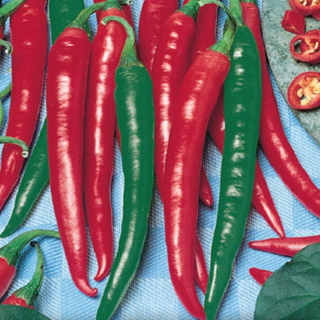 Paprika chilli Gutera pálivá