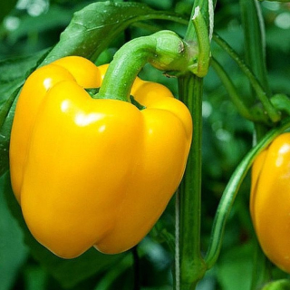 Paprika Afrodite