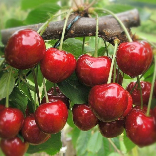 Třešeň Karešova