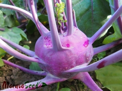 Kedluben modrý pozdní Violeta - osivo 