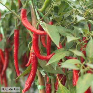 Paprika beraní roh Poseidon ostrý