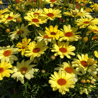Kopretina pařížská Grandaisy Yellow Sunshine