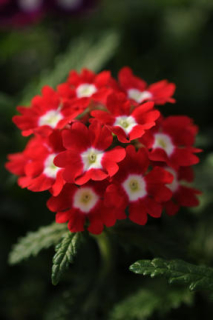 Verbena Red with Eye - Sporyš