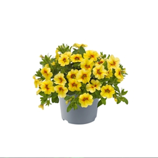 Million Bells Dora Lemon