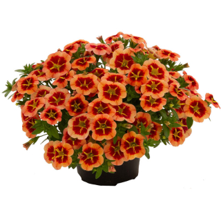 Million Bells Dora Orange Star