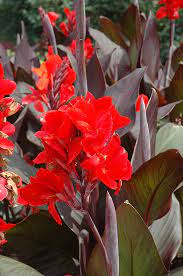 Canna Bronze Scarlet