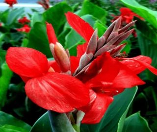 Canna Red
