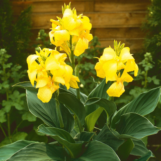 Canna Yellow