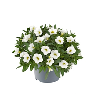 Million Bells Dora White