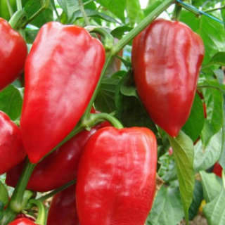 Paprika Eva