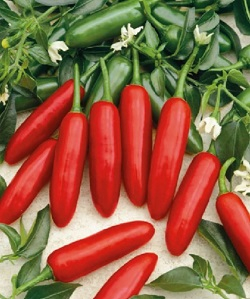 Paprika chilli Atzeco