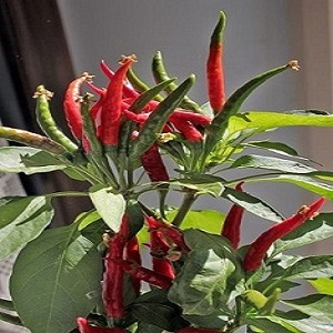 Paprika okr.chilli Yucatan
