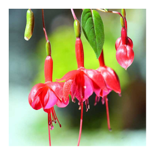 Fuchsia Marinka