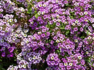 Tařicovka přímořská Lavender stream