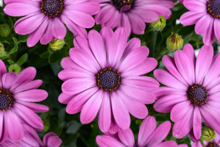 Paprskovka Osteospermum Mega Pink