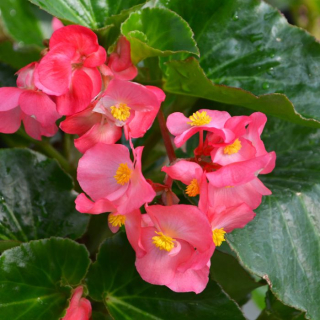 Begónie stálokvětá Giade Rose - voskovka