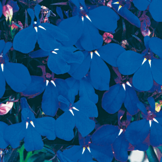 Lobelka Zircone Deep Blue