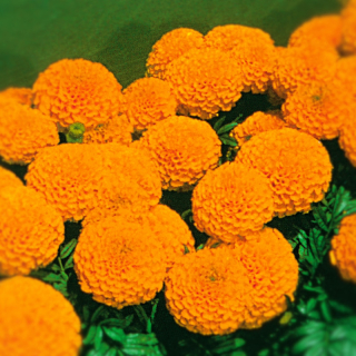 Aksamitnik vzpřímený Nepal Orange