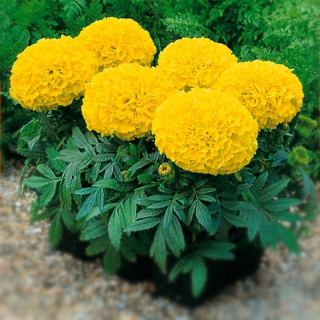 Aksamitnik vzpřímený Nepal Yellow