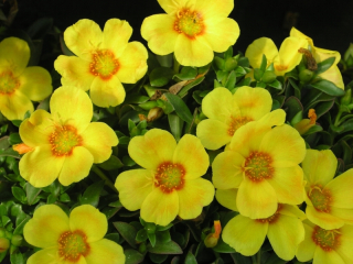 Šrucha  YELLOW