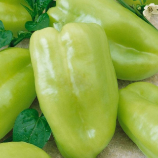 Paprika Nova
