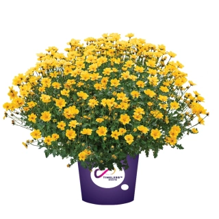 Bidens Golden Empire
